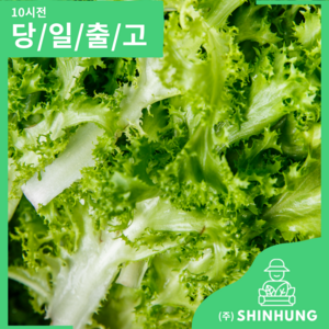 국내산 치커리 샐러드 야채 [신흥유통], 1개, 1kg