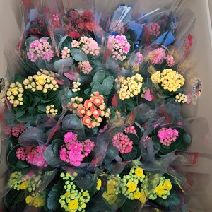 [용이네화원] (칼란디바 3개묵음)(1+1+1) 장미 카라 카네이션 후리지아 호야 카랑코에 가랑코에 금전수 만리향 천리향 베고니아 동백, 3개