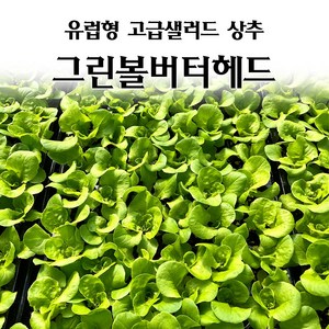 [모종심는아빠] 유럽형 고급 샐러드 상추 그린볼버터헤드 모종, 6개