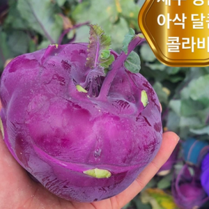 <가람유통> 제주 특품 아삭달콤한 제철 콜라비, 1개, 4kg