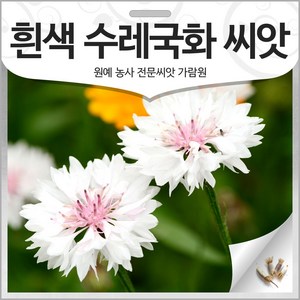 흰색 수레국화 씨앗 화이트 꽃씨 종자 수레국화씨 100알, 1개