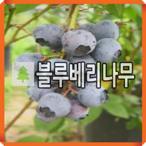 블루베리나무 묘목 엔유59 삽목2-3년 포트묘