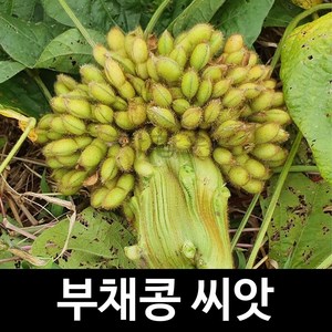 부채콩 씨앗 토종 콩 종자 재래종 화초콩 나물콩 30알, 30개