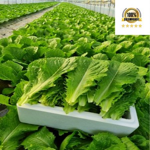 국내산 로메인 로메인 상추, 1개, 2kg