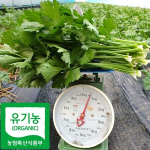 산지직송 국내산 유기농 셀러리 샐러리, 1박스, 2kg