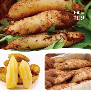 청원농산 햇야콘 5kg 10kg, 상품(갈라짐있음) 5kg, 1개