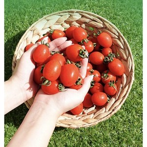 프리미엄 대추방울토마토 소과 로얄과 2KG(2박스 구매시 5KG 발송), 1박스, 2KG