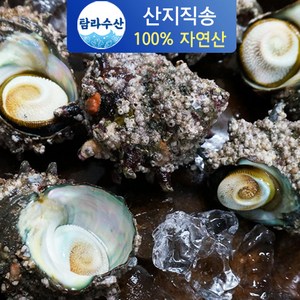 통영직송 국내산 자연산 뿔소라, 3kg, 1개