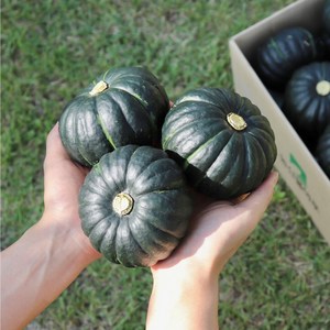 [즉시출고] 산지직송 미니밤호박 미니단호박 단호박 1kg 2kg 3kg, 미니밤호박 1kg(2~4개), 1개