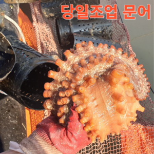 [산지 직송]통영 여수 자연산 돌문어 당일조업, 1개, 1kg(1~5미)