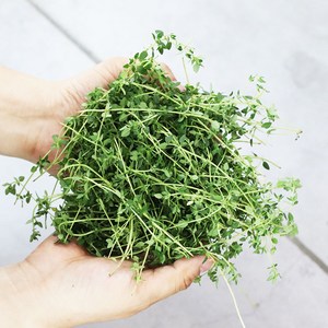 타임 10g 허브 생잎 1개 (Thyme) 붉은색