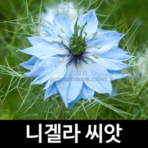 니겔라 씨앗 흑종초 종자 꽃씨 꽃씨앗 야생화 200알, 1개