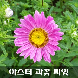 [해피플라워] 과꽃 씨앗 1g(약 600립) / 봄 파종 꽃씨, 1개