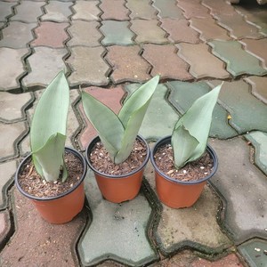 무배특가 1+1 미니 문샤인 소품 산세베리아 반려식물 15-25cm 29, 2개