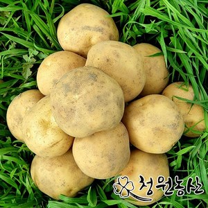 청원농산 하우스 햇감자 수미감자, 3kg (특), 1개