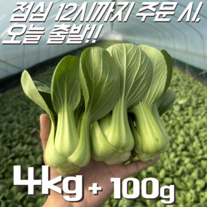 [꿀야채 청경채] 물 좋은 철원 산지직송 청경채, 1개, 4kg