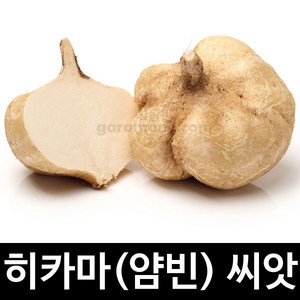 히카마 씨앗 얌빈 종자 멕시코 감자 씨 50알, 1개