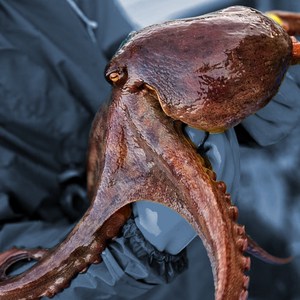 바다빛농장 통영 돌문어 남해안 자연산 생물 문어 산지직송, 스페셜 제수용 2kg(1미), 1개