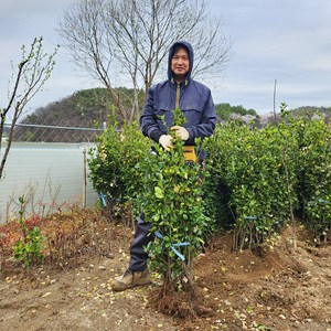 사철나무 묘목 1m 울타리나무 생울타리 사계절푸른나무 조경수 상록수, 5개