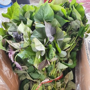 알담 해남 호박 고구마 모종 3/5/0/20 키로 고구마순, 3kg, 1개