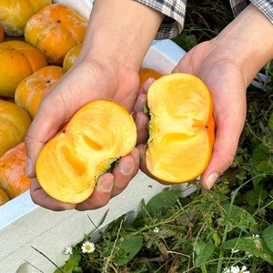 [아삭달콤한][산지직송] 당도보장 제철 부유 단감 특품, 1박스, 대과 10KG