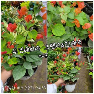 부겐베리아 오렌지 진진핑크 랜덤 공기정화식물/미세먼지/공기정화효과 공기정화식물, 1개