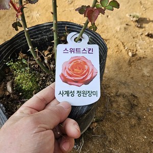 [새싹에서 나무까지] 사계 땅장미 (스위트스킨) 개화주 (포트묘), 1개, 스위트스킨