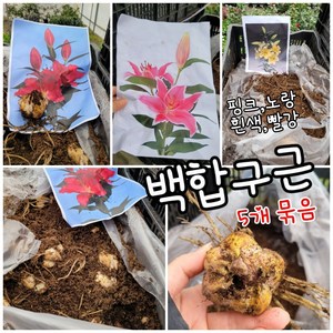 백합구근 흰색 노랑 적색 분홍 5개묶음 램덤 특 공기정화식물/미세먼지/공기정화효과 공기정화식물, 5개