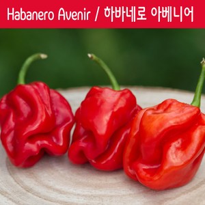 Habanero Avenir / 하바네로 아베니어 페퍼 희귀 고추 매운고추 특수작물, 1개