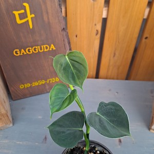 가꾸다 필로덴드론 루피넘(Philodendron lupinum), 1개