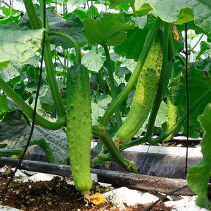 [오늘신선] 진천 푸른빛 백다다기 오이 10개 약2kg내외