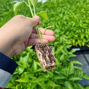 리틀플랜트 주황 파프리카 모종, 2개