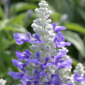 샐비어 스트라타 블루세이지/사루비아 (꽃씨앗/10립)Salvia Stata, 1개