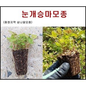 눈개승마모종, 20개