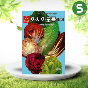 솔림텃밭몰 모듬치커리씨앗 1500립 치커리씨앗 쌈채소 샐러드채소, 1개