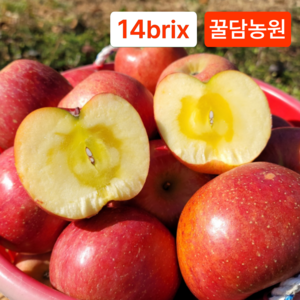 [꿀담농원] 고당도 사과 햇부사 직거래특가, 1개, 가정용 소과 2kg (9-12과)