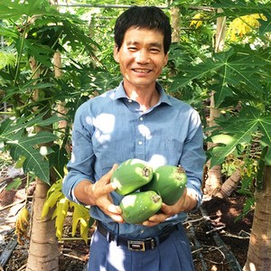 강진농장 장흥 그린파파야 3kg GeenPapaya 옐로우파파야 3kg, 그린파파야 5kg, 1개