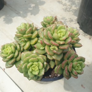 [수암다육] 사과꽃 랜덤발송 Echeveria 'Apple Blossom' 다육 다육이 다육식물 446, 1개