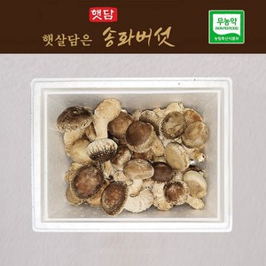 [20%할인 3+1] 햇담송화버섯 정품중급 500g 1kg 농협에 납품하는 무농약 이천 햇살가득담은 송고버섯, 1개