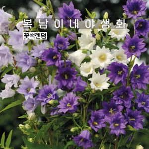 캄파눌라 플로레플레노 [4포트 복남이네야생화 모종 초롱꽃 campanula], 4개