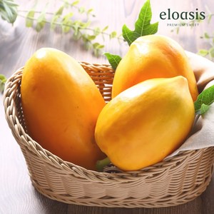 산지직송 국내산 스위탄 파파야, 1개, 파파야 3kg (1~3과)