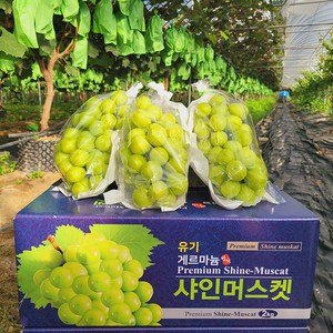 정이가 고당도 게르마늄 샤인머스켓 가정용 혼합 2kg, 1박스, 2kg(가정용)