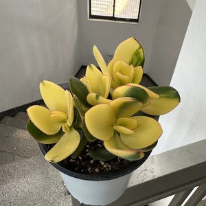 15호 황금화월 다육식물