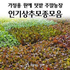 [모종심는아빠] 상추 모종 모음, 청로메인, 모종3개, 1개