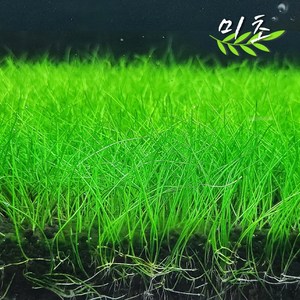 [미초] 미니 헤어 벨렘 (약 25 & 50뿌리) / 전경수초 / 초보자 수초 / 어항 수초, 50개