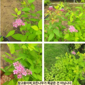 목하원예조경 조팝나무 황금조팝나무 (포트묘), 1개