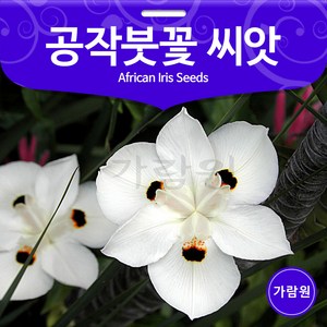 공작 붓꽃 씨앗 아프리카 붓꽃 종자 붓꽃씨 꽃씨 20알, 1개