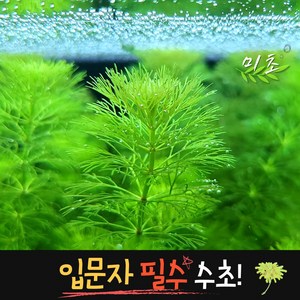 [미초] 암브리아 수초 15촉 / 치어 수초 / 초보자 수초 / 구피 수초, 1개