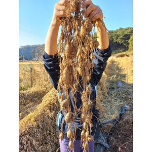 인디언감자 슈퍼아피오스 다이어트 변비 당뇨 관절. 최상품, 3개, 1kg