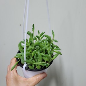 바나나콩란 걸이분, 1개